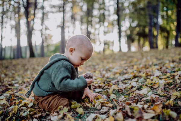 A little boy sitting in dry leaves in nature, autumn concept