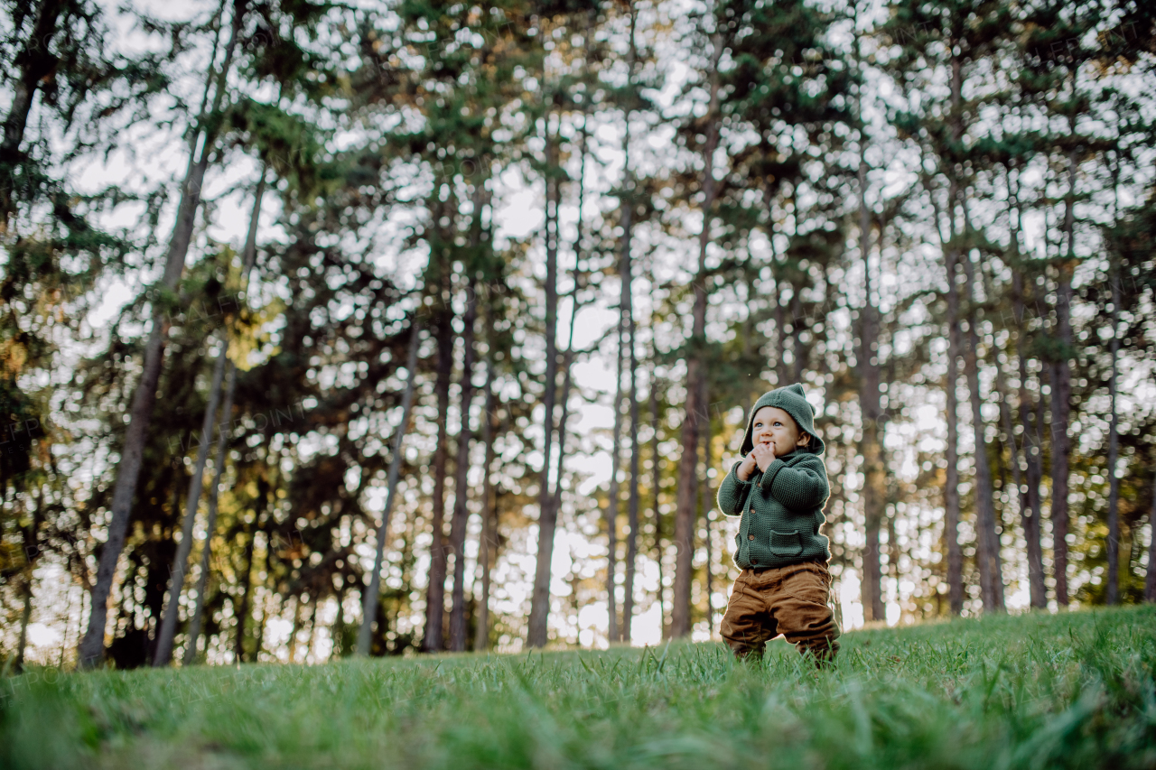 A portrait of cute little boy wearing knitted hoodie in nautre, during sunset,autumn concept.