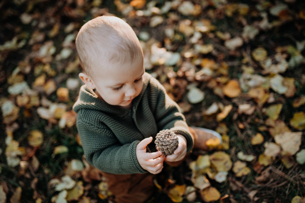 A little toddler boy exploring nature and holding pine cone outdoors in autumn forest.