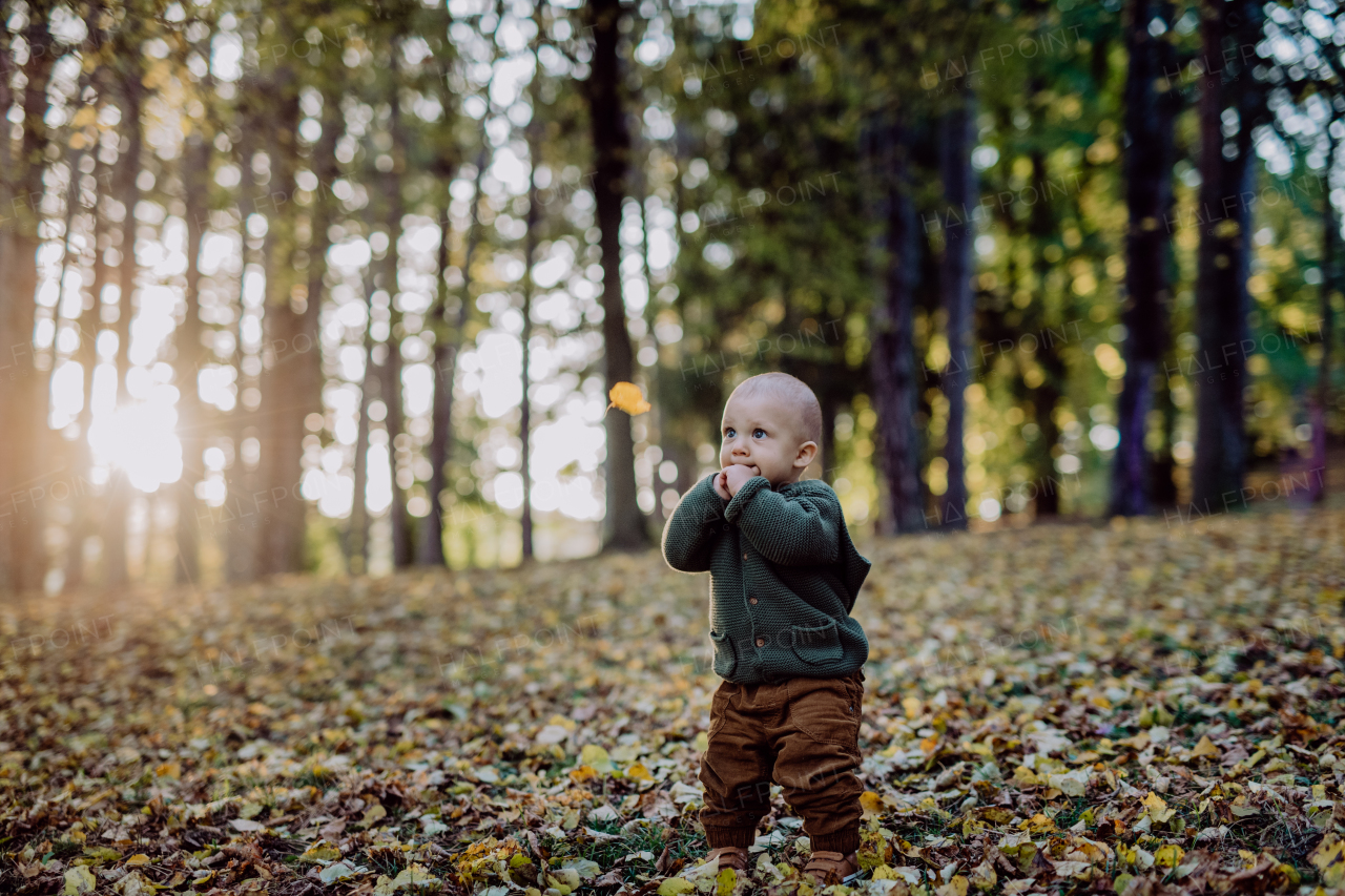 A portrait of cute little boy wearing knitted hoodie in nautre, during sunset,autumn concept.