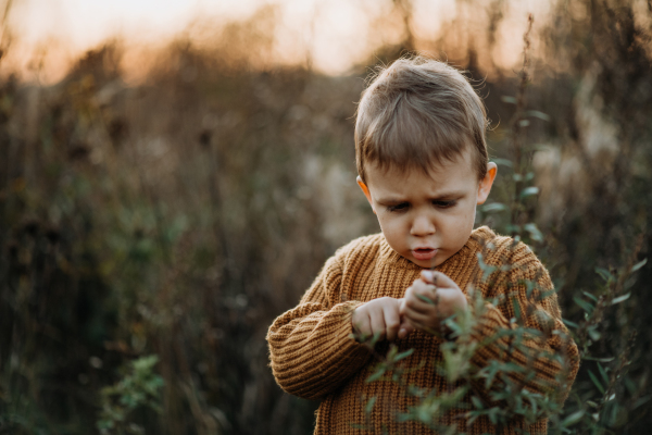 A portrait of cute little boy wearing knitted sweater in nautre, autumn concept.