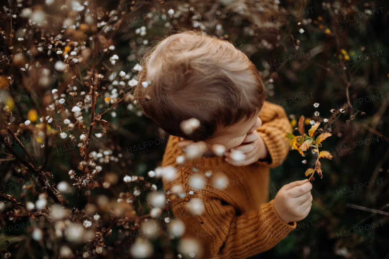 Top view of a cute little boy wearing knitted sweater, explorying autumn nautre.