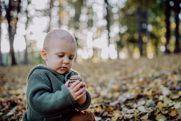 A little boy sitting in dry leaves in nature, autumn concept