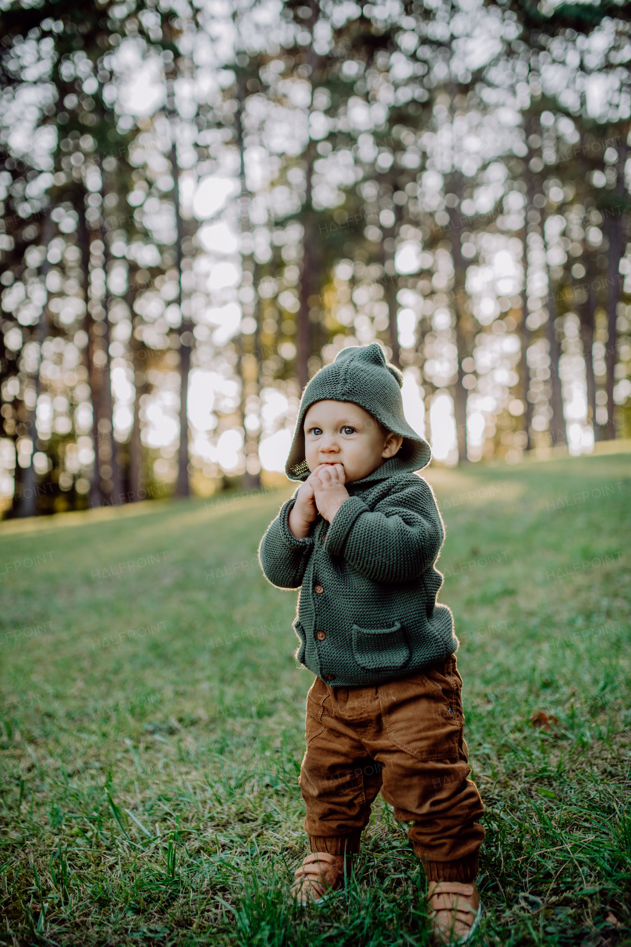 A portrait of cute little boy wearing knitted hoodie in nautre, autumn concept.