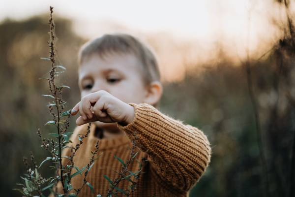 A portrait of cute little boy wearing knitted sweater in nautre, autumn concept.