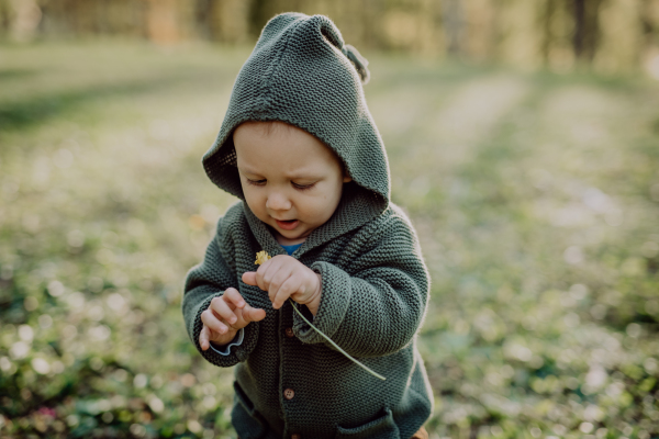 A portrait of cute little boy wearing knitted hoodie in nautre, autumn concept.