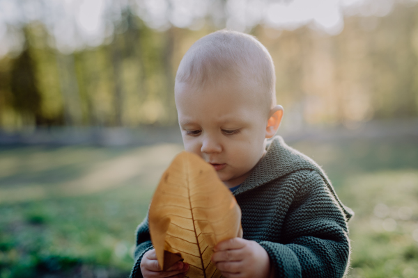 A portrait of cute little boy wearing knitted hoodie in nautre holding dry leaf, autumn concept.