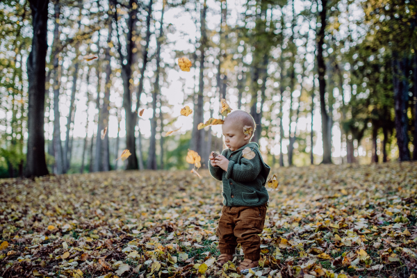 A little toddler boy exploring nature and holding pine cone outdoors in autumn forest.