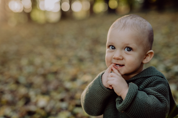 A portrait of cute little boy wearing knitted hoodie in nautre, autumn concept.