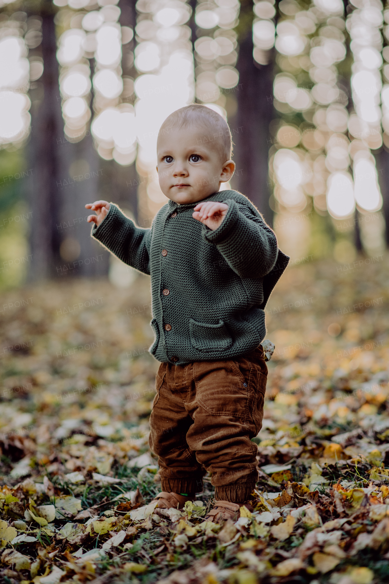 A portrait of cute little boy wearing knitted hoodie in nautre, autumn concept.