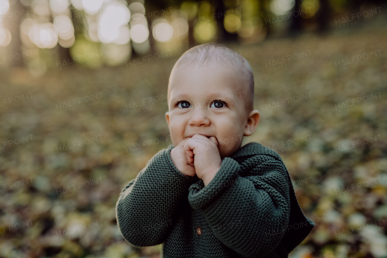 A portrait of cute little boy wearing knitted hoodie in nautre, autumn concept.