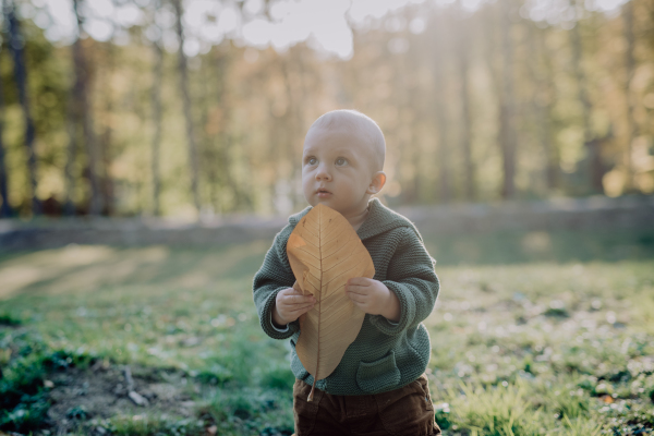 A portrait of cute little boy with big leaf wearing knitted hoodie in nautre, autumn concept.