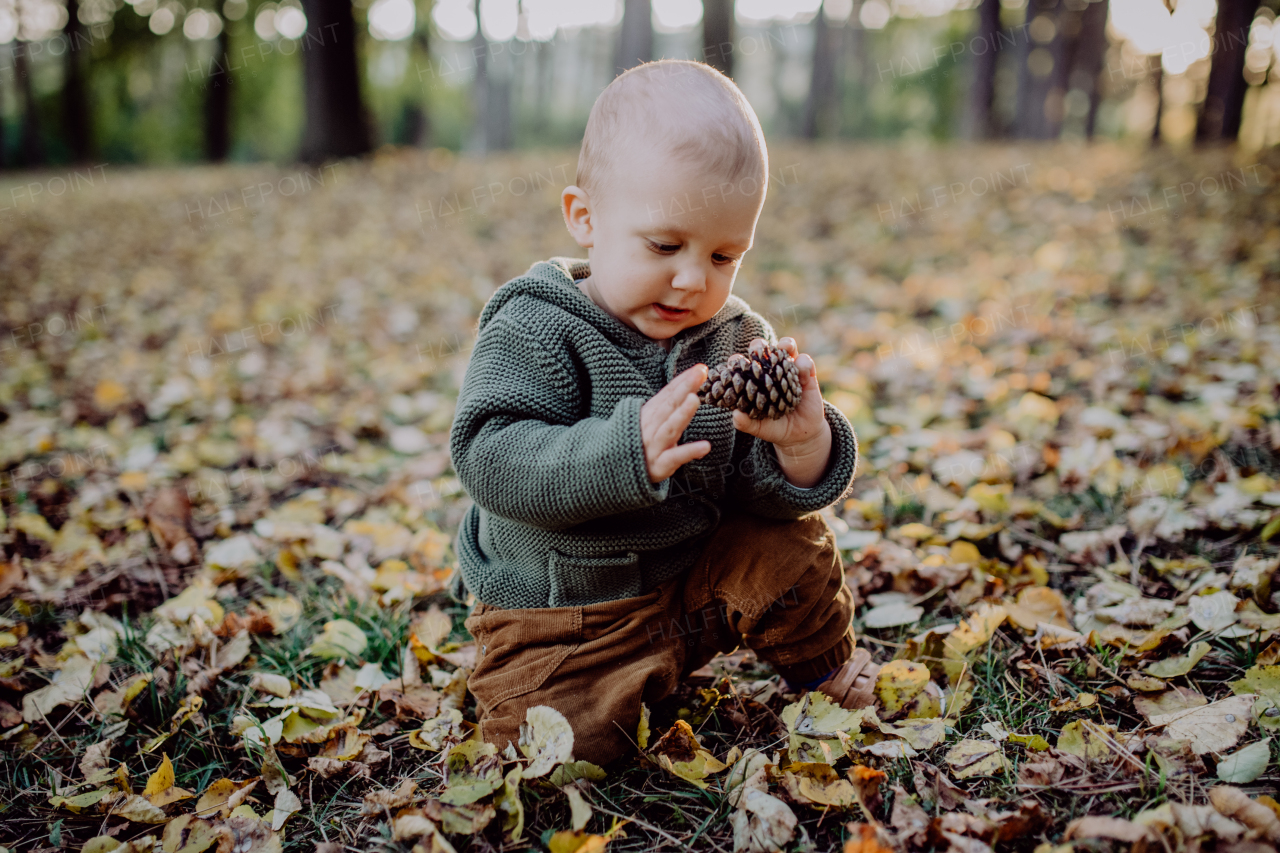 A portrait of cute little boy playing with conifer cone and wearing knitted hoodie in nautre, autumn concept.