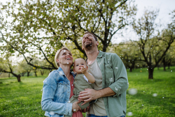 New parents holding small toddler, looking at falling petals from tree. Family time outdoors in spring nature. An older first-time parents.