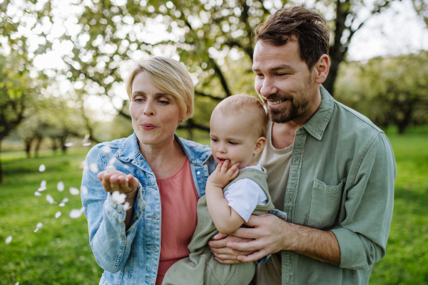 New parents holding small toddler, looking at falling petals from tree. Family time outdoors in spring nature. An older first-time parents.