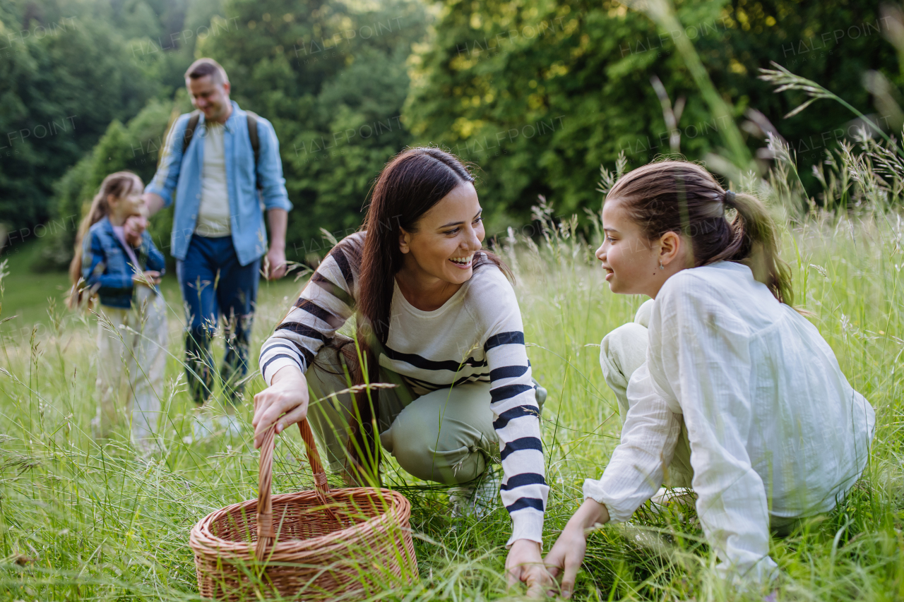 Family on interesting walk in forest, going through meadow. Successful mushroom, herbs medical plants or flowers picking, foraging. Concept of family ecological hobby in nature.