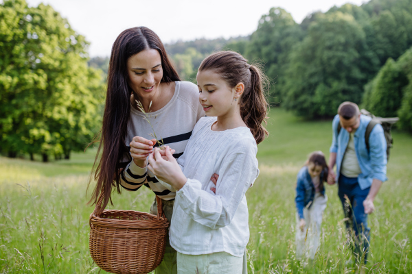 Family on walk in forest, going through meadow. Picking mushrooms, herbs and flowers picking in basket, foraging. Concept of family ecological hobby in nature.