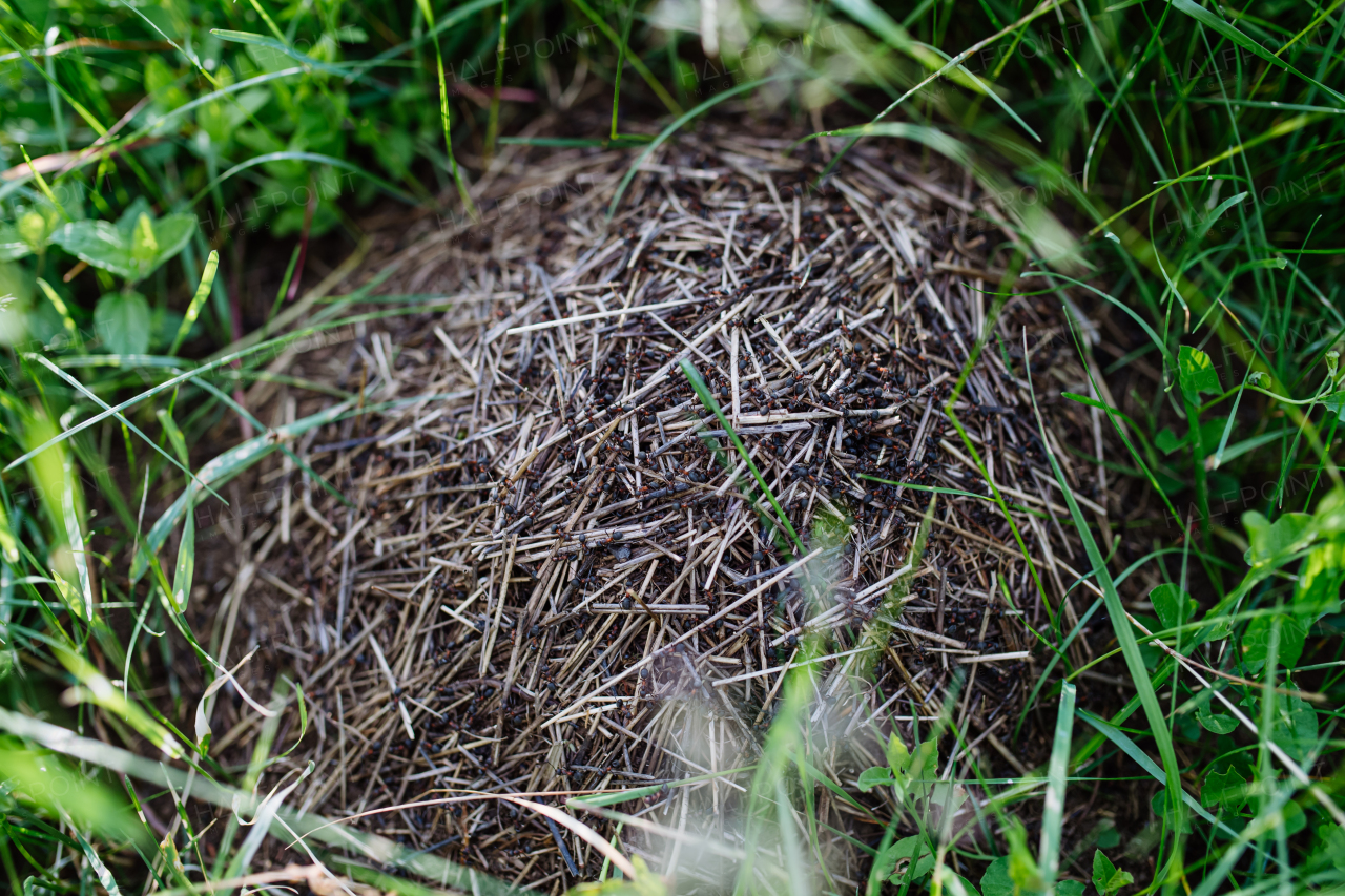 Natural anthill with ants close-up in the middle of meadow, in grass.