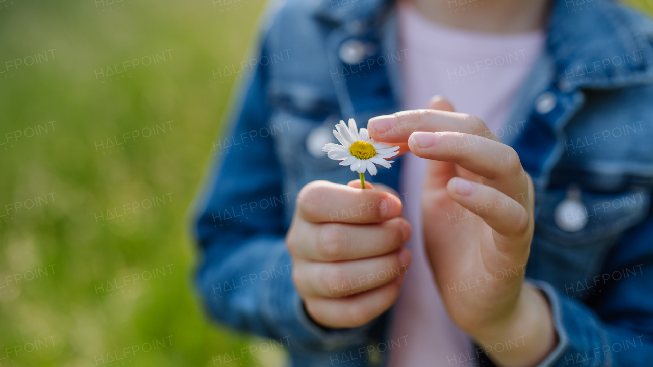 Close up of girl holding daisy flower, standing on meadow, enjoying warm spring day.