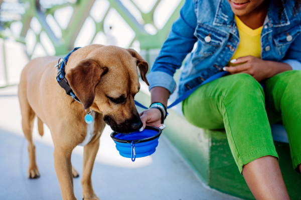 Close up of a girl giving bowl of water to her dog during hot summer day, outdoor in the city bridge.