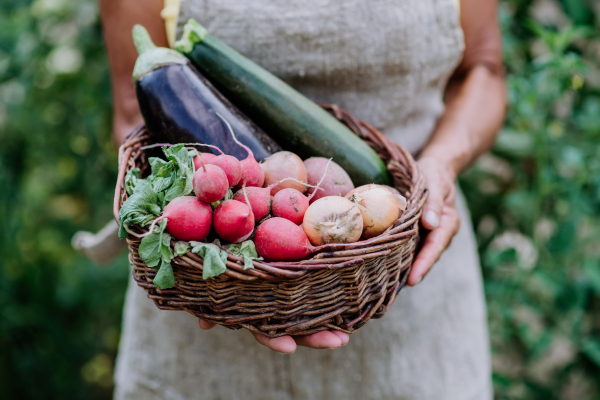 A close-up of senior farmer holding basket with autumn harvest from her garden.