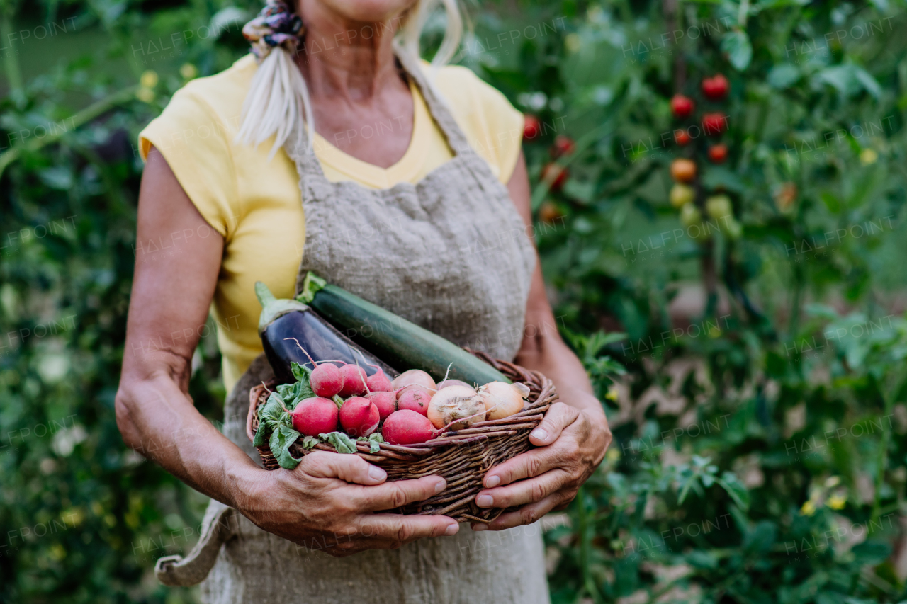 A close-up of senior farmer holding basket with autumn harvest from her garden.