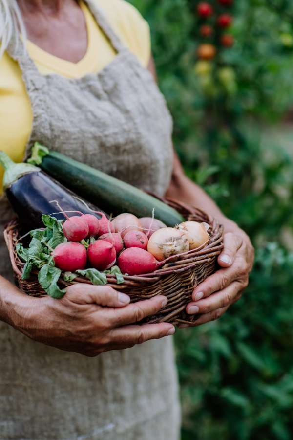 A close-up of senior farmer holding basket with autumn harvest from her garden.