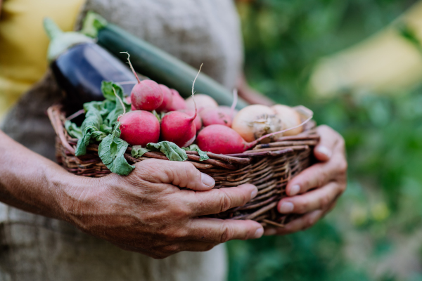 A close-up of senior farmer holding basket with autumn harvest from her garden.