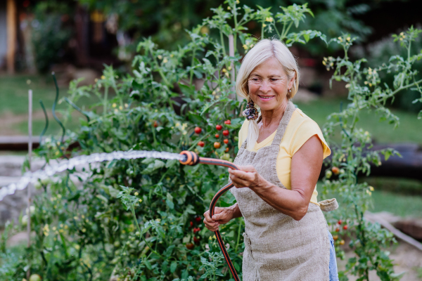 Senior woman in garden at home watering the vegetables.