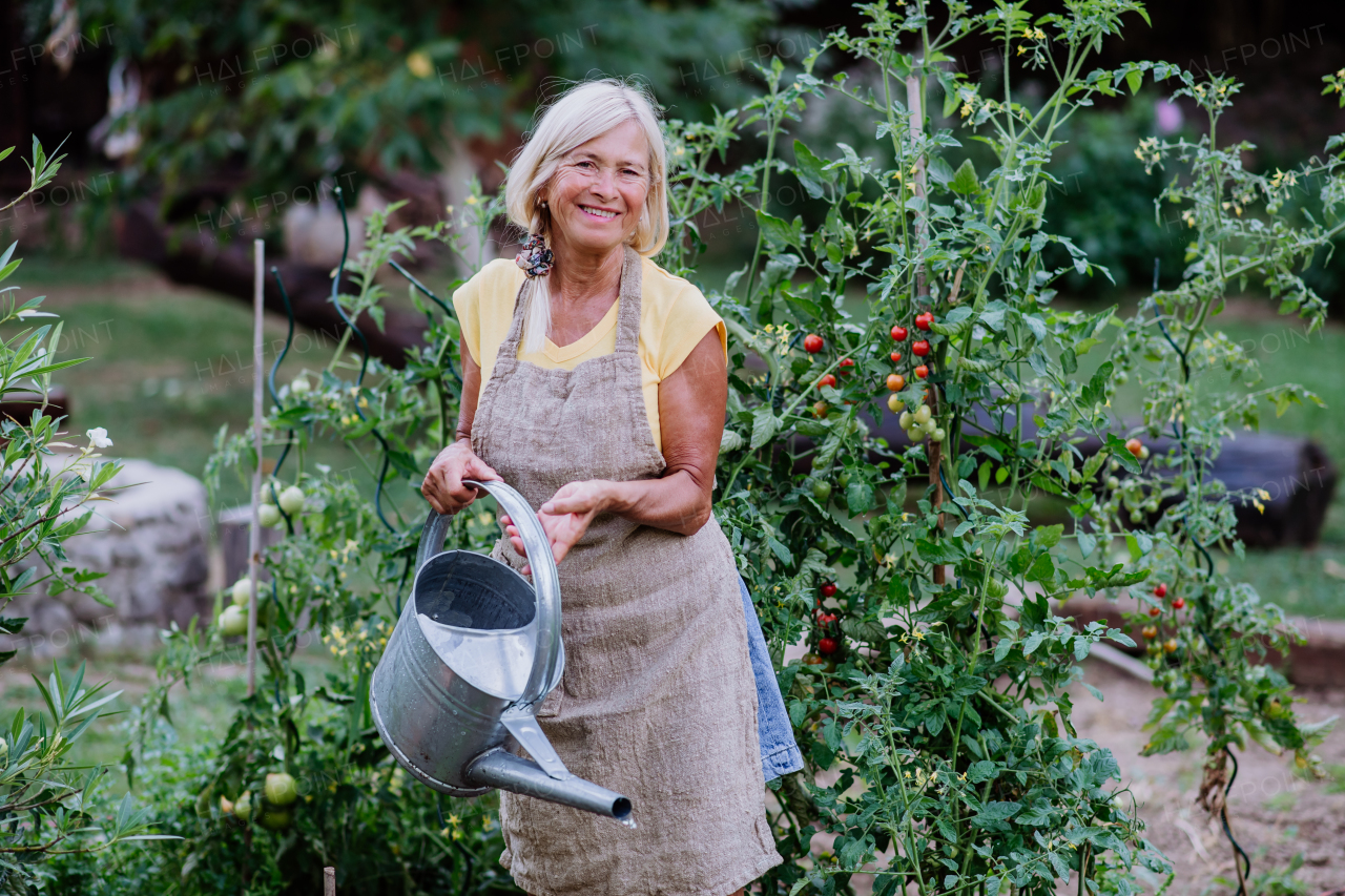 A mature woman in garden at home watering vegetables.