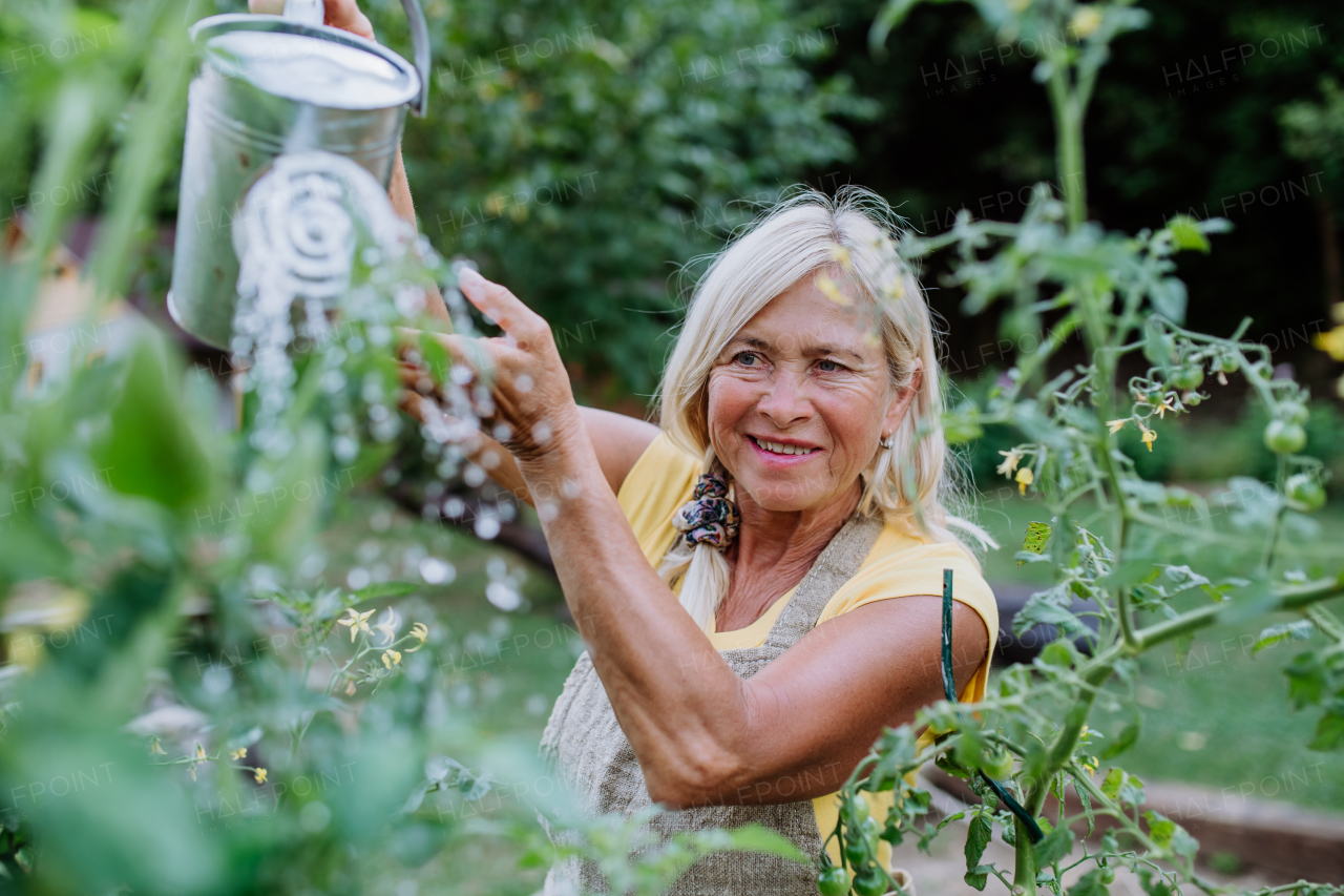 A mature woman in garden at home watering vegetables.