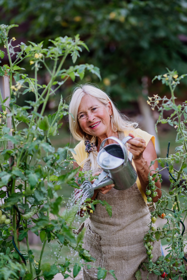 A mature woman in garden at home watering vegetables.