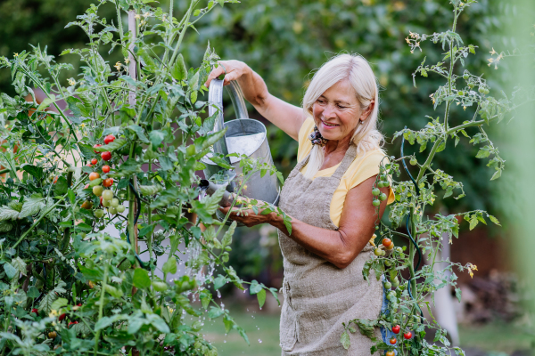 A mature woman in garden at home watering vegetables.