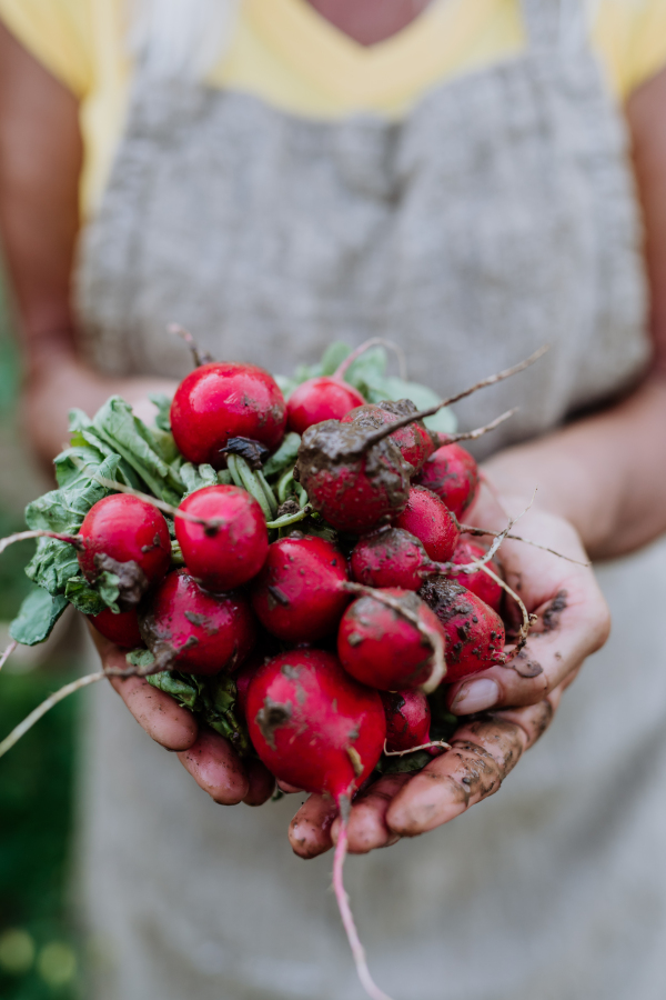 Close-up of senior woman holding bundle of red radish in a garden.