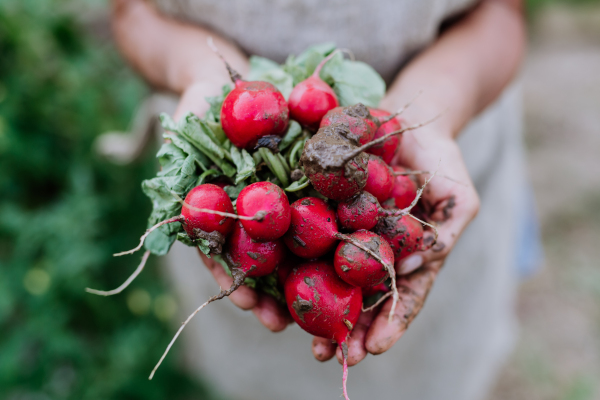 Close-up of senior woman holding bundle of red radish in a garden.