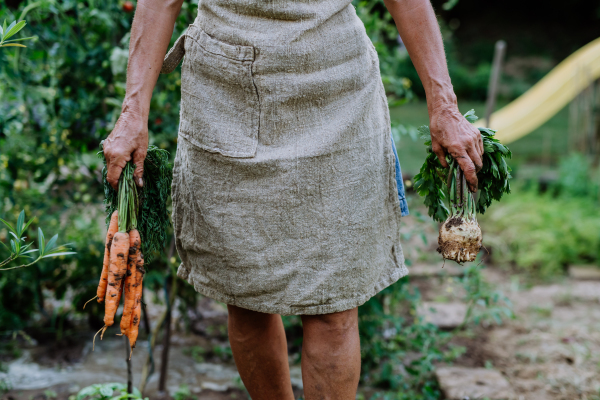 A farmer woman harvests carrots and kohlrabi in the garden, close-up