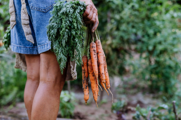 A farmer woman harvests carrots in the garden, close-up