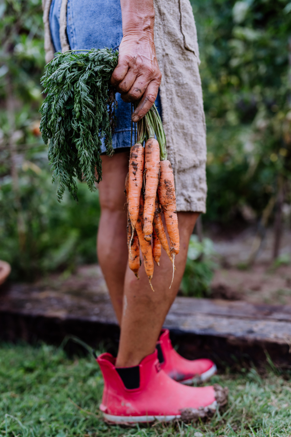 Low section of a farmer woman harvests carrots in the garden, close-up