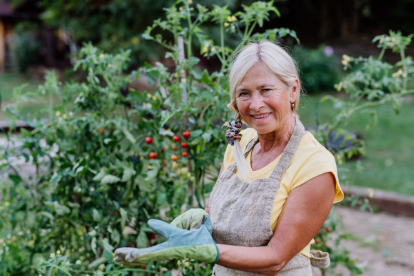 Senior woman taking care of vegetable plants in the garden.