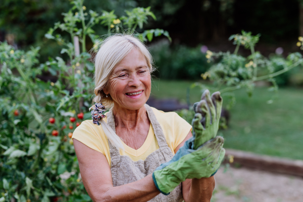 A senior woman puts protective gloves for working in the garden around vegetables