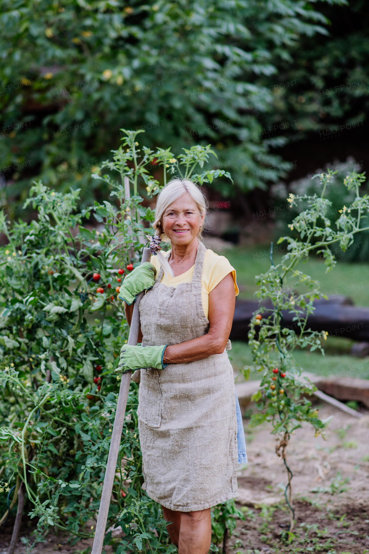 Senior woman farmer taking care of tomatoes in a garden.