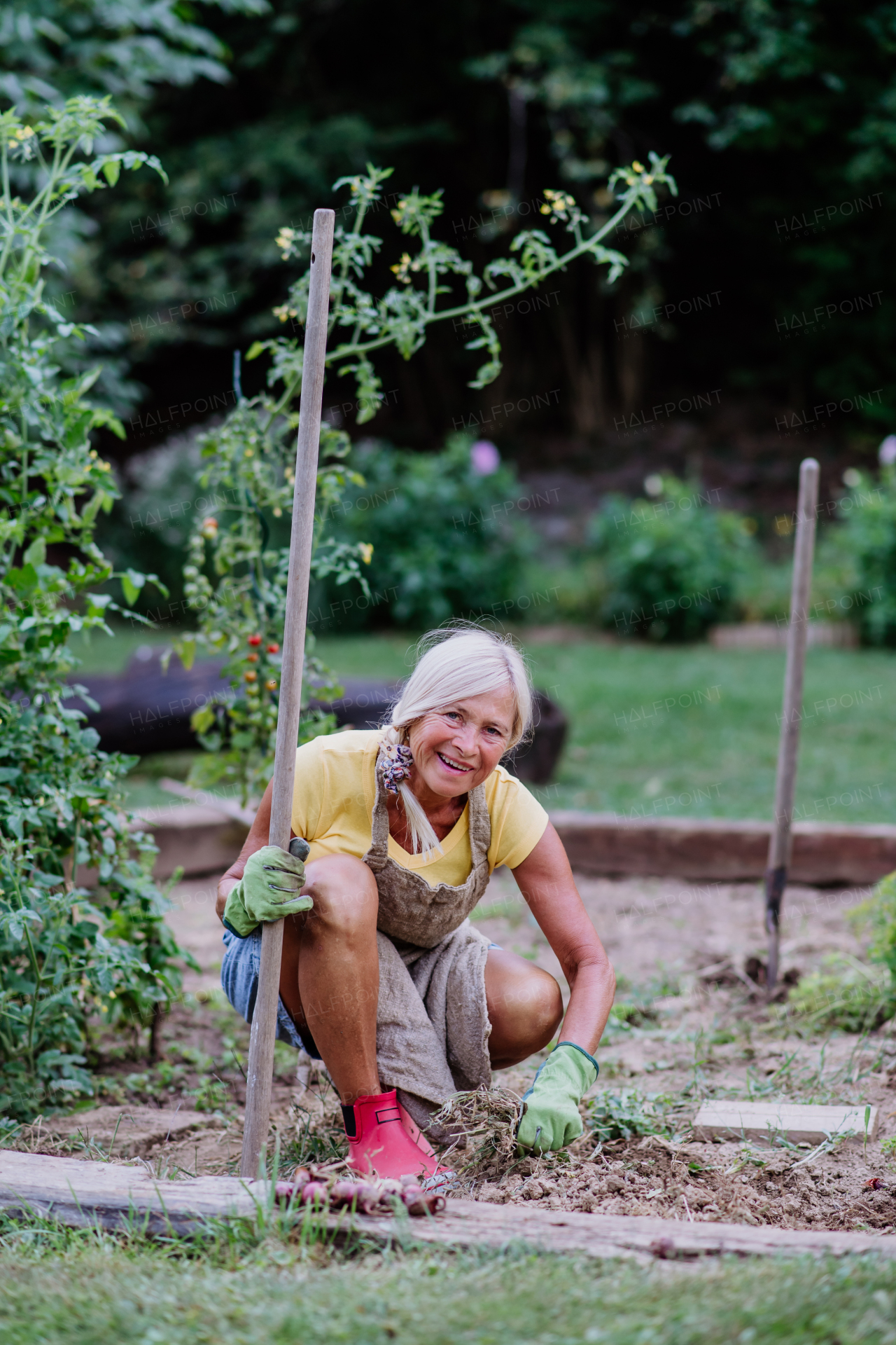 Senior woman taking care of vegetable plants in the garden.