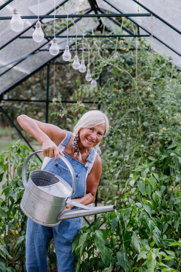 Senior woman in garden at home watering vegetables in a greenhouse.