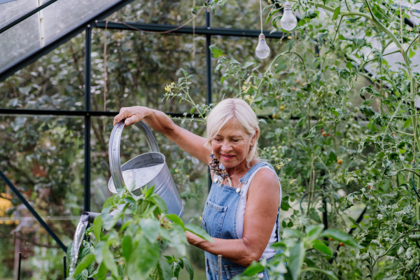 Senior woman in garden at home watering vegetables in a greenhouse.