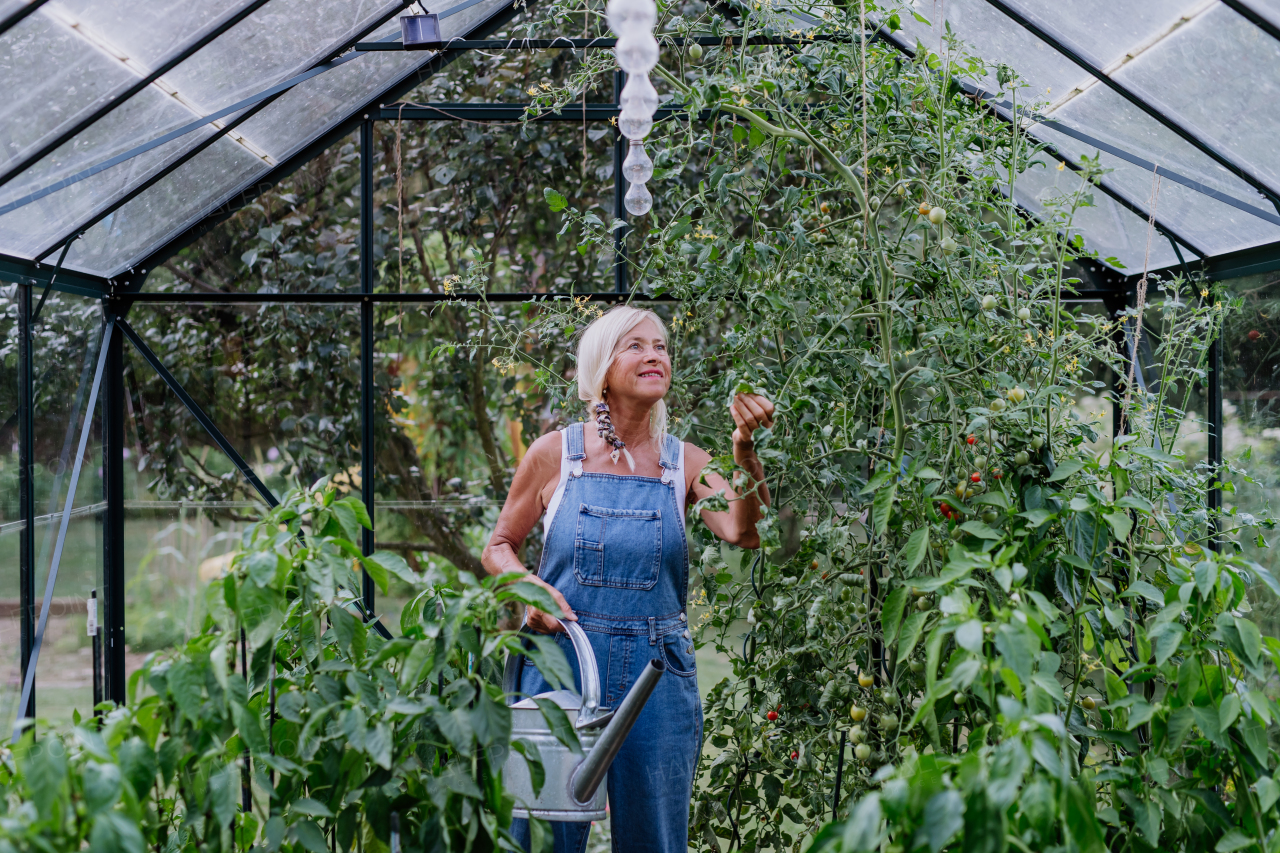 A senior woman farmer holding harvesting vegetables in greenhouse.