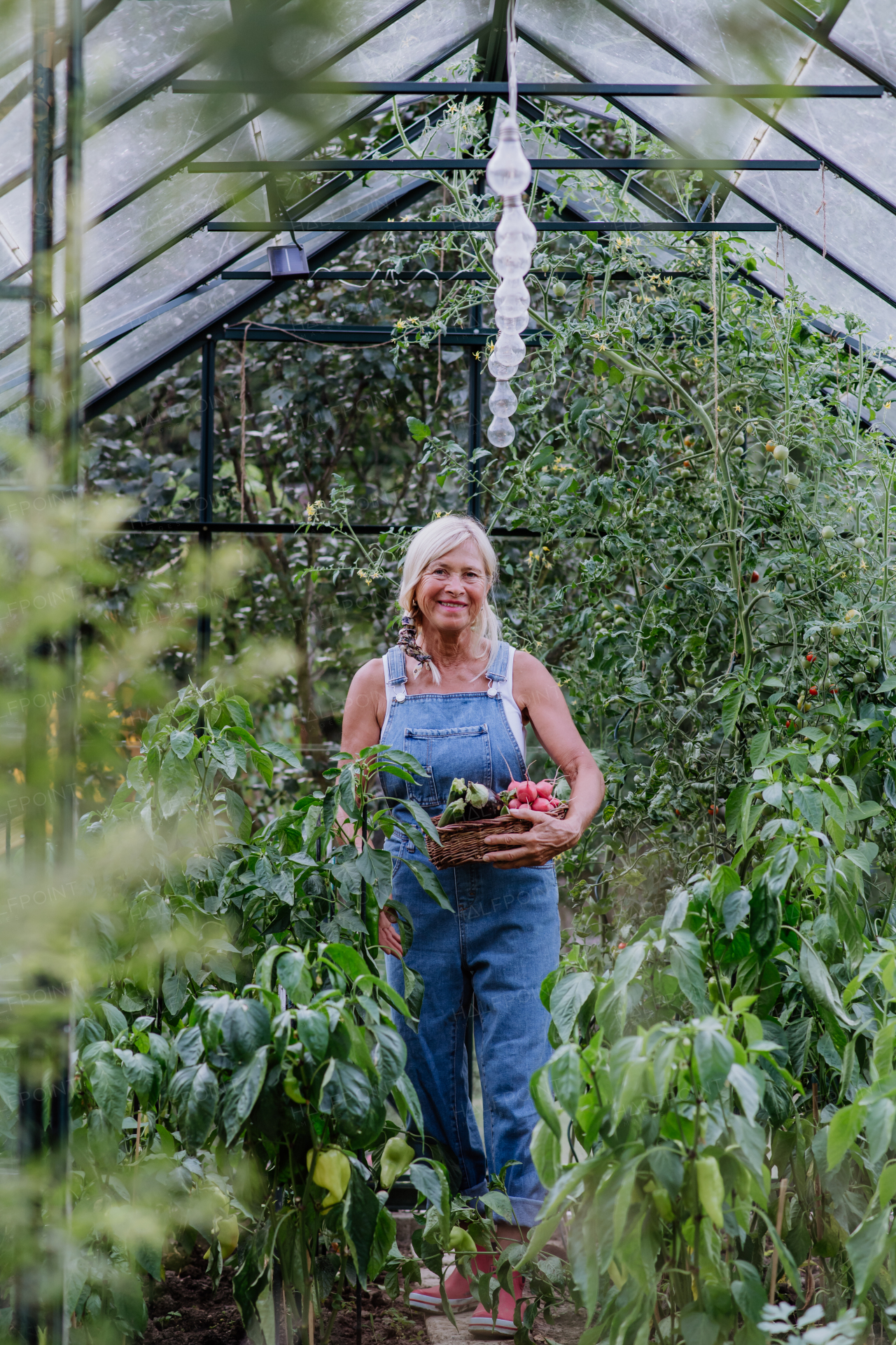 A senior woman farmer holding harvesting vegetables in greenhouse.