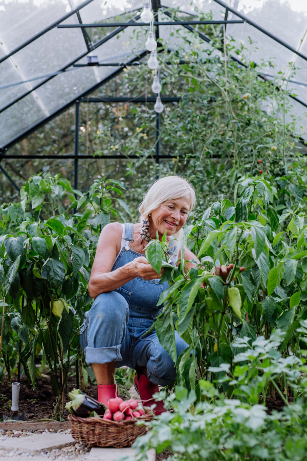 A senior woman farmer holding harvesting vegetables in greenhouse.