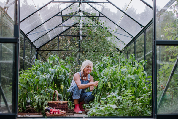 A senior woman farmer harvesting vegetables in greenhouse.