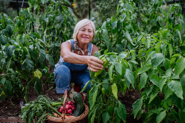 A senior woman farmer holding harvesting vegetables in greenhouse.