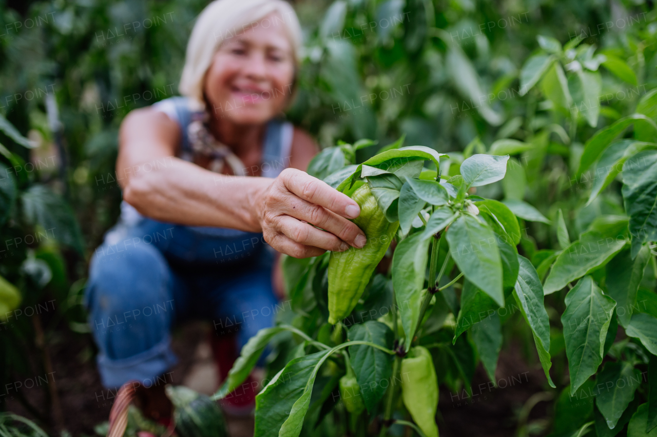 A senior woman farmer holding harvesting vegetables in greenhouse.